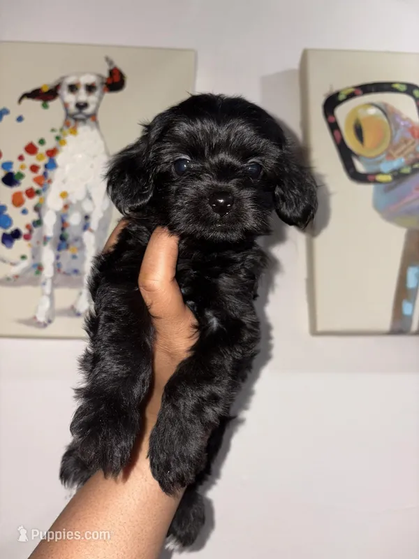 Ice – Yorkipoo puppy for sale in Manhattan, NY