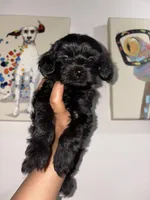 Ice, a female Yorkipoo for sale in Manhattan, NY – Photo 1 of 10