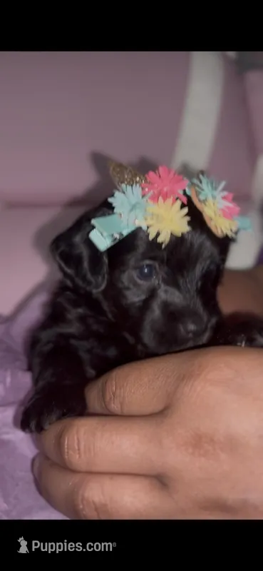 Ice – Yorkipoo puppy for sale in Manhattan, NY