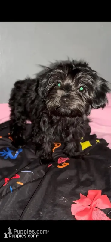 Ice – Yorkipoo puppy for sale in Manhattan, NY