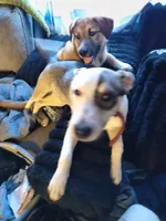 Lola, a female American Pit Bull Terrier and Alaskan Husky for sale in Fort Wayne, IN – Photo 3 of 7