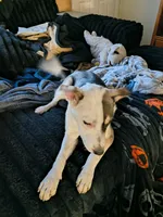 Lola, a female American Pit Bull Terrier and Alaskan Husky for sale in Fort Wayne, IN – Photo 5 of 7