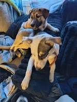 Lola, a female American Pit Bull Terrier and Alaskan Husky for sale in Fort Wayne, IN – Photo 7 of 7