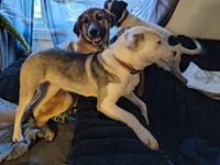 Lola, a female American Pit Bull Terrier and Alaskan Husky for sale in Fort Wayne, IN – Photo 4 of 7