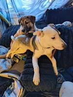 Lola, a female American Pit Bull Terrier and Alaskan Husky for sale in Fort Wayne, IN – Photo 6 of 7