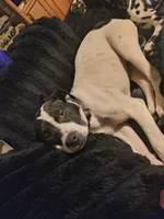 Ruby , a female American Pit Bull Terrier and Labrador Retriever for sale in Fort Wayne, IN – Photo 3 of 4