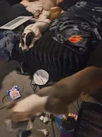 Ruby , a female American Pit Bull Terrier and Labrador Retriever for sale in Fort Wayne, IN – Photo 1 of 4