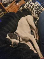 Ruby , a female American Pit Bull Terrier and Labrador Retriever for sale in Fort Wayne, IN – Photo 4 of 4