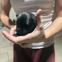 Girl 1, a female Dutch Shepherd for sale in Watertown, CT – Photo 1 of 3