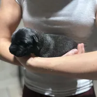 Girl 1, a female Dutch Shepherd for sale in Watertown, CT – Photo 2 of 3