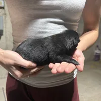 Girl 1, a female Dutch Shepherd for sale in Watertown, CT – Photo 3 of 3