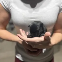 Boy1, a male Dutch Shepherd for sale in Watertown, CT – Photo 1 of 3