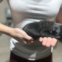 Boy1, a male Dutch Shepherd for sale in Watertown, CT – Photo 2 of 3