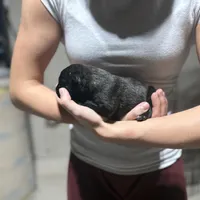 Boy1, a male Dutch Shepherd for sale in Watertown, CT – Photo 3 of 3