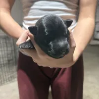 Boy 2, a male Dutch Shepherd for sale in Watertown, CT – Photo 1 of 3