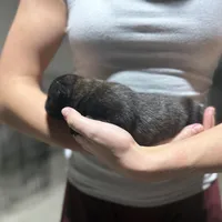 Boy 2, a male Dutch Shepherd for sale in Watertown, CT – Photo 2 of 3