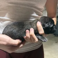 Boy 2, a male Dutch Shepherd for sale in Watertown, CT – Photo 3 of 3