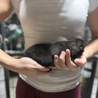 Girl 3, a female Dutch Shepherd for sale in Watertown, CT – Photo 1 of 3