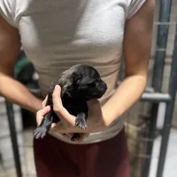 Girl 3, a female Dutch Shepherd for sale in Watertown, CT – Photo 3 of 3