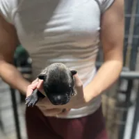 Girl 4, a female Dutch Shepherd for sale in Watertown, CT – Photo 1 of 3