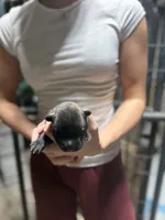 processed/6220bdd2-4905-4da3-a7af-b7349b5d6023/listing/cfbca4b7-63ff-44dd-a011-992f4d04ec05/16e9195a-b618-4fb5-aa16-5a6bba5f1782