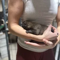 Girl 4, a female Dutch Shepherd for sale in Watertown, CT – Photo 2 of 3