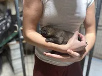 processed/6220bdd2-4905-4da3-a7af-b7349b5d6023/listing/cfbca4b7-63ff-44dd-a011-992f4d04ec05/db602737-be8e-4204-aa02-697994f03ec5