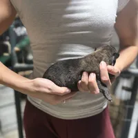 Girl 4, a female Dutch Shepherd for sale in Watertown, CT – Photo 3 of 3