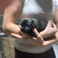 Girl 2, a female Dutch Shepherd for sale in Watertown, CT – Photo 1 of 3