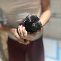 Girl 2, a female Dutch Shepherd for sale in Watertown, CT – Photo 3 of 3