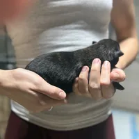 Girl 2, a female Dutch Shepherd for sale in Watertown, CT – Photo 2 of 3