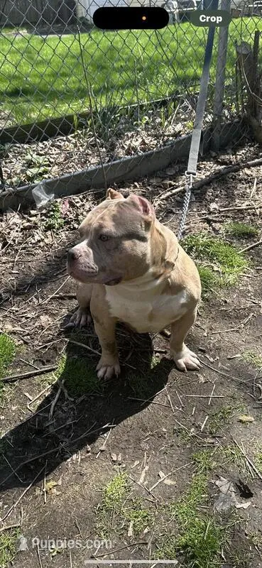 Hank, a male American Bully for sale in Colchester, VT – 1 of 3