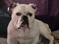 Amos, a male Olde English Bulldogge for sale in Colchester, VT – 4 of 4