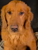 Atlas , a male Golden Retriever for sale in Colchester, VT – Photo 2 of 5