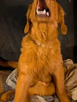 Atlas , a male Golden Retriever for sale in Colchester, VT – Photo 4 of 5