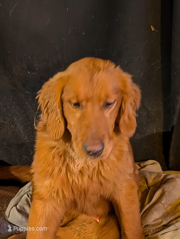 Atlas  – Golden Retriever puppy for sale in Colchester, VT