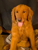 Atlas , a male Golden Retriever for sale in Colchester, VT – Photo 3 of 5