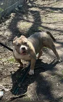 Hank, a male American Bully for sale in Colchester, VT – 3 of 3