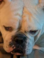 Amos, a male Olde English Bulldogge for sale in Colchester, VT – 3 of 4