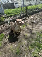 Hank, a male American Bully for sale in Colchester, VT – 2 of 3