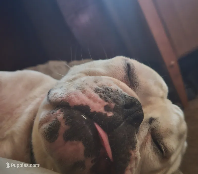 Amos, a male Olde English Bulldogge for sale in Colchester, VT – 1 of 4