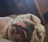Amos, a male Olde English Bulldogge for sale in Colchester, VT – 1 of 4