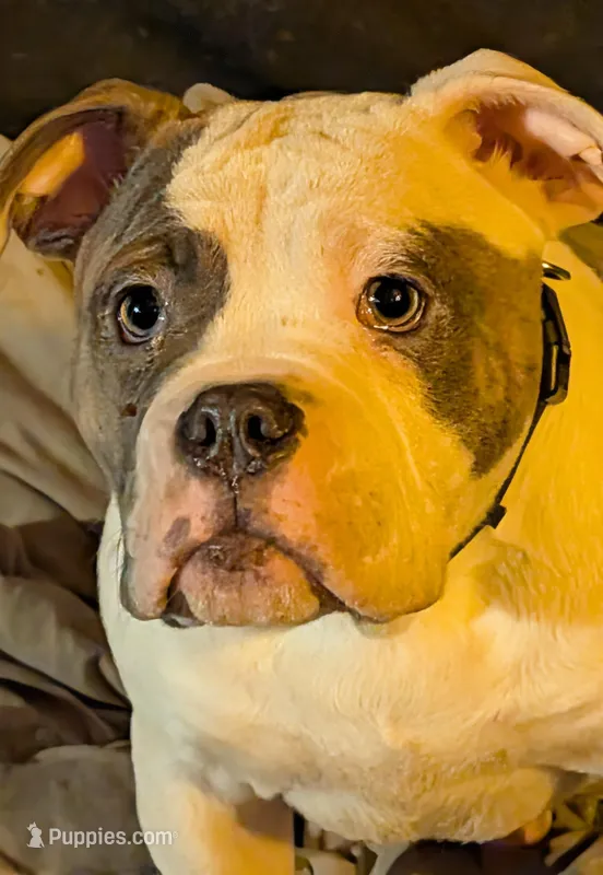 Carlos – Olde English Bulldogge puppy for sale in Colchester, VT