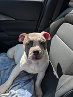 Carlos, a male Olde English Bulldogge for sale in Colchester, VT – Photo 5 of 6