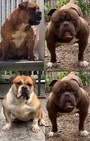 Carlos, a male Olde English Bulldogge for sale in Colchester, VT – Photo 6 of 6