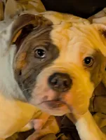 Carlos, a male Olde English Bulldogge for sale in Colchester, VT – Photo 3 of 6