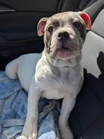 Carlos, a male Olde English Bulldogge for sale in Colchester, VT – Photo 4 of 6