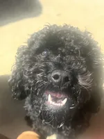 Onyx, a male Cavapoo and Poodle - Toy  for sale in Denton, TX – 2 of 4