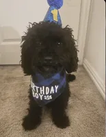 Onyx, a male Cavapoo and Poodle - Toy  for sale in Denton, TX – 4 of 4