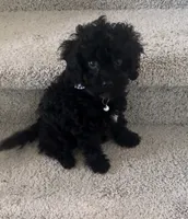 Onyx, a male Cavapoo and Poodle - Toy  for sale in Denton, TX – 1 of 4